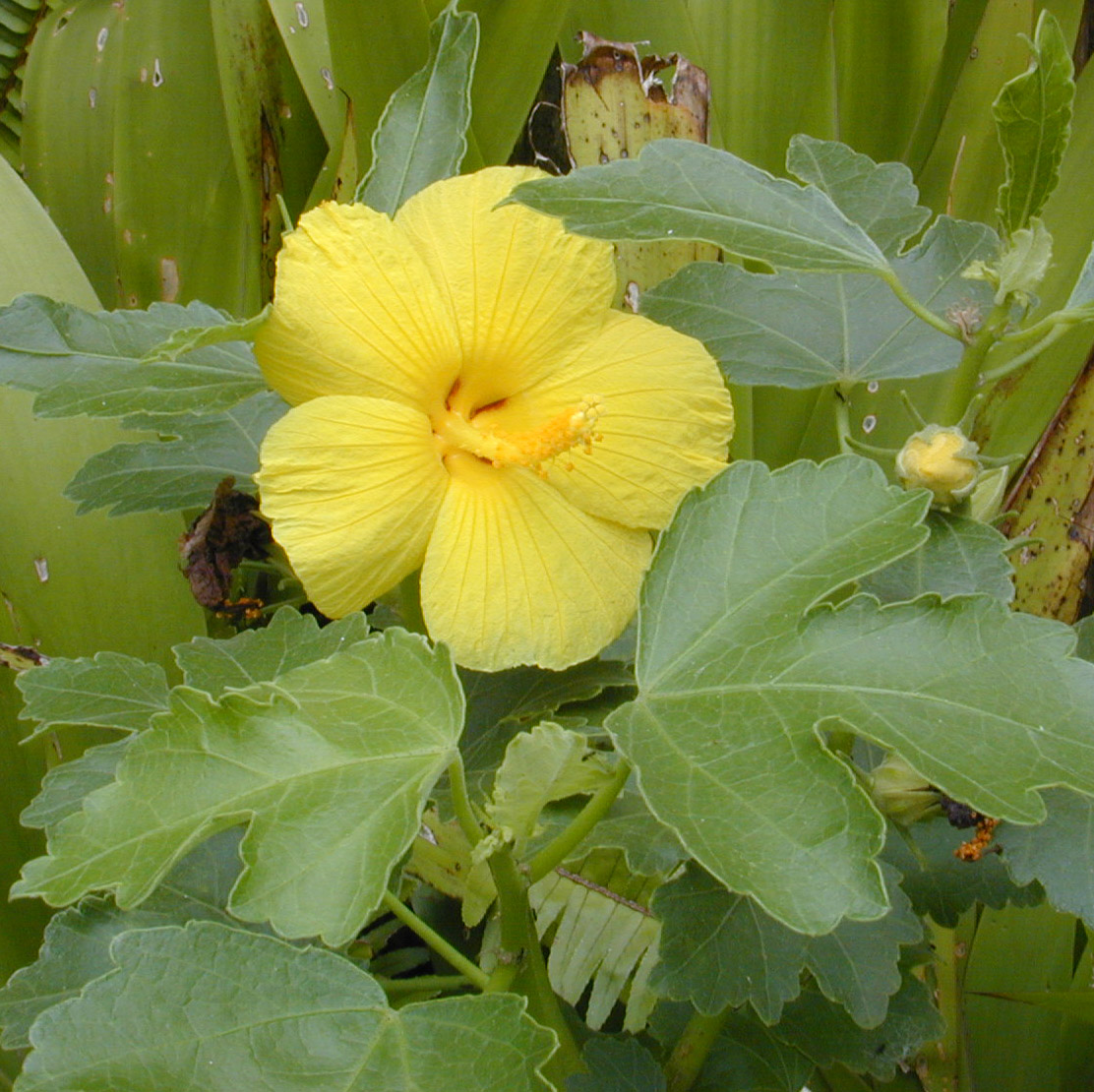 hibiscus flower