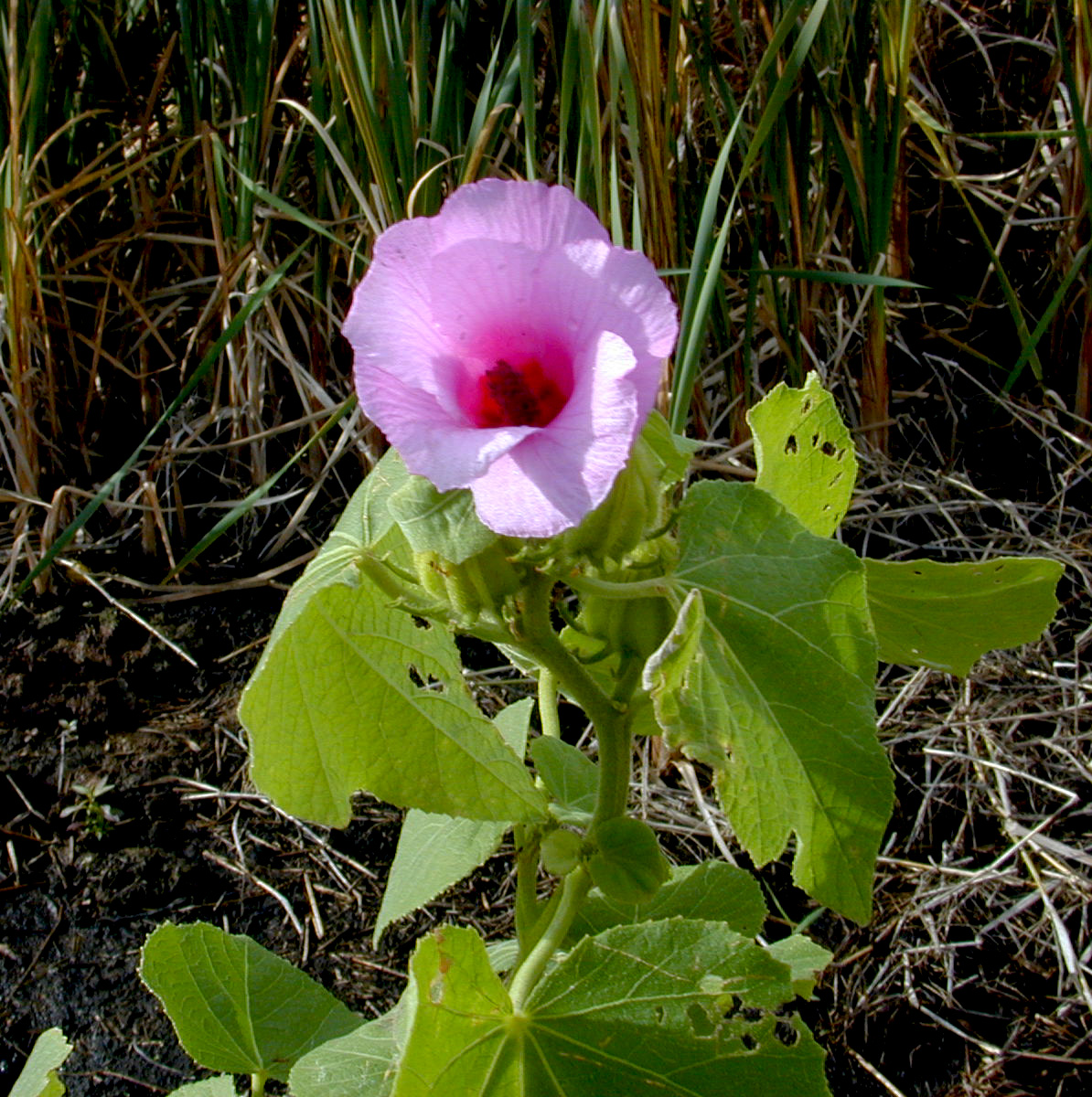 Hibiscus flower