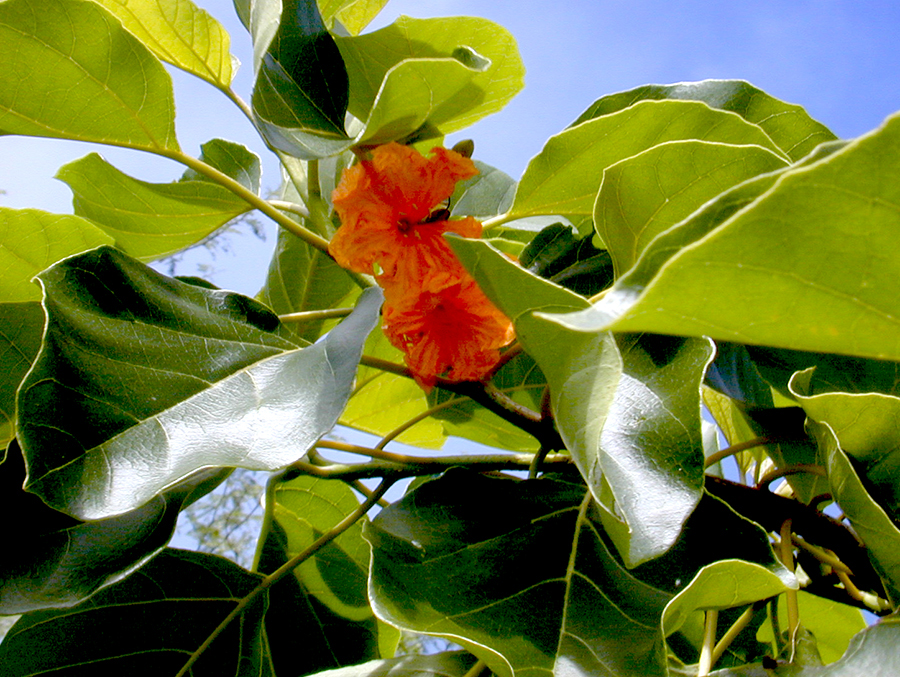 Kou leaves and flowers