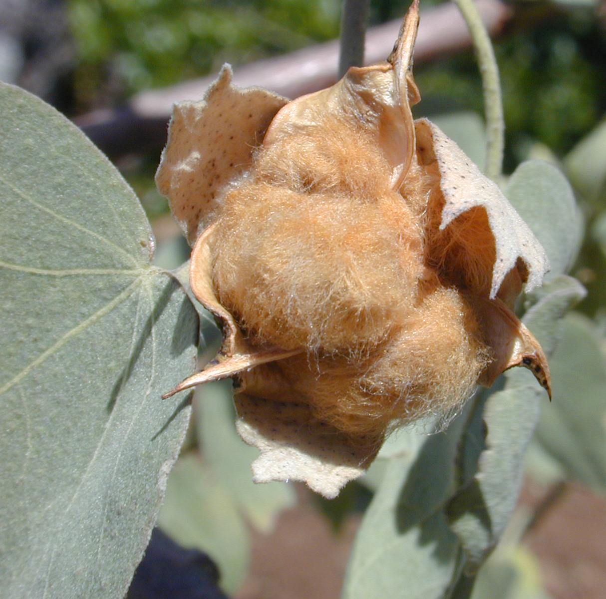 Hawaian cotton boll