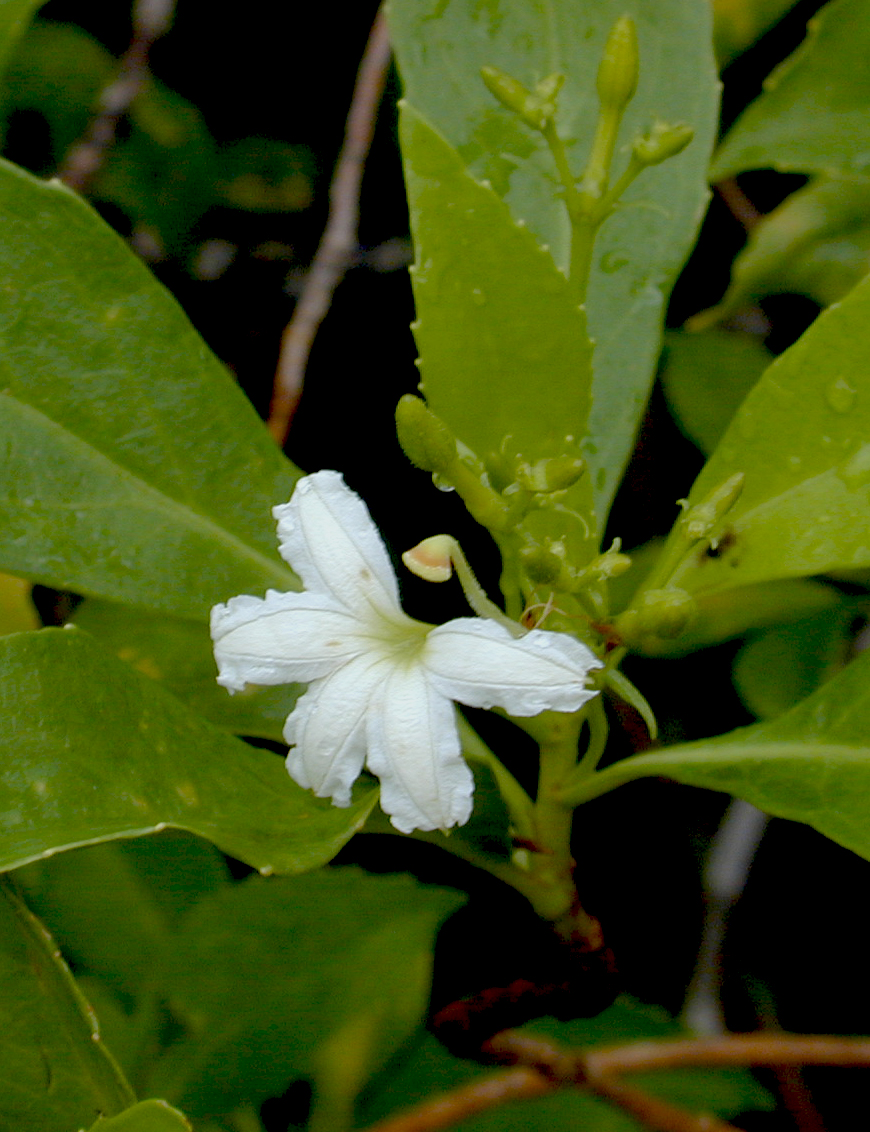 Naupaka kuahiwi blossom