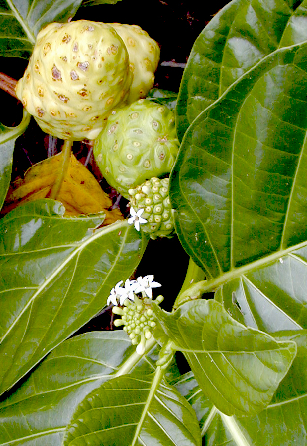 Noni fruits