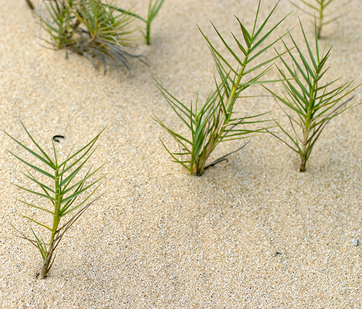 'aki'aki growing on a dune