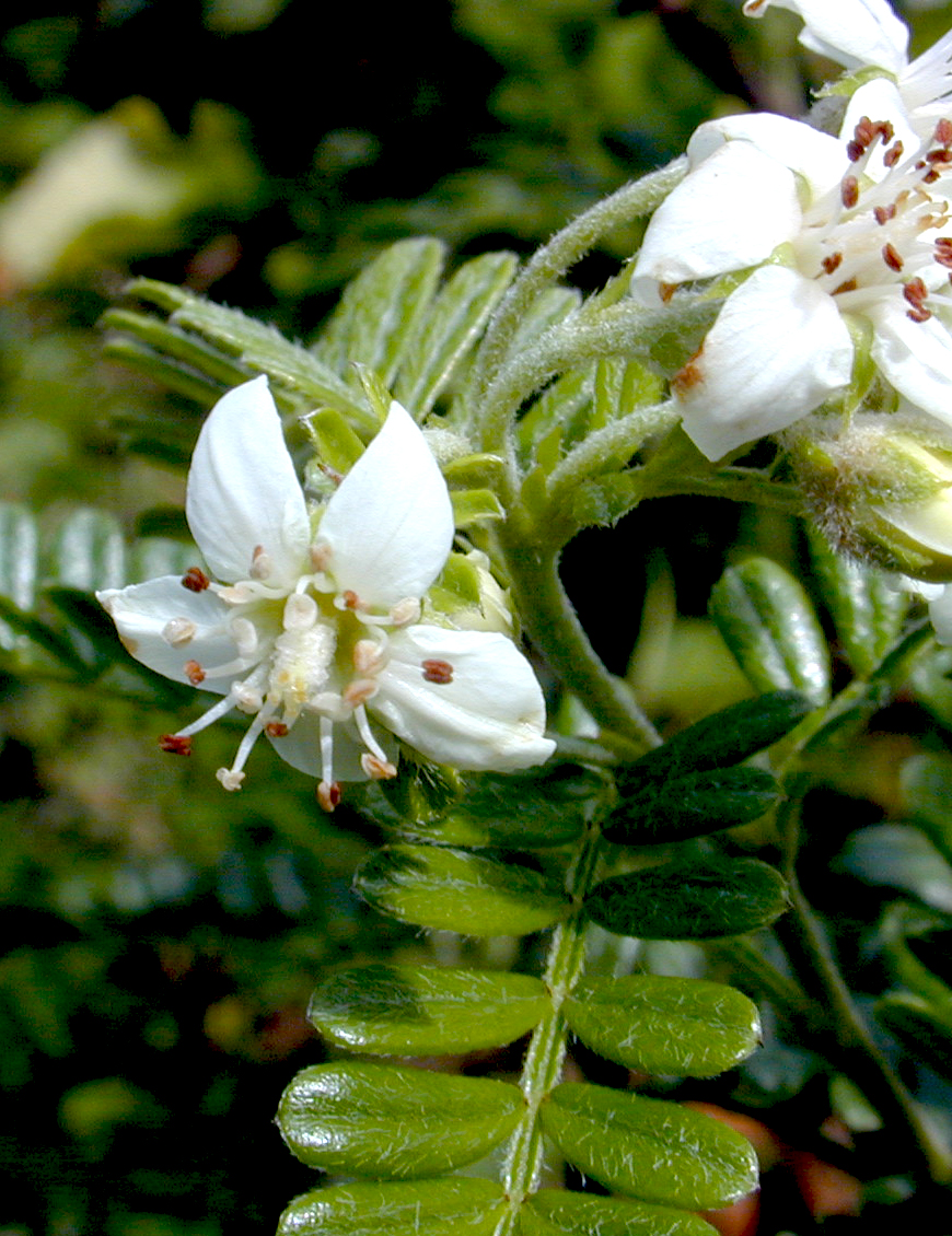 Ulei flowers