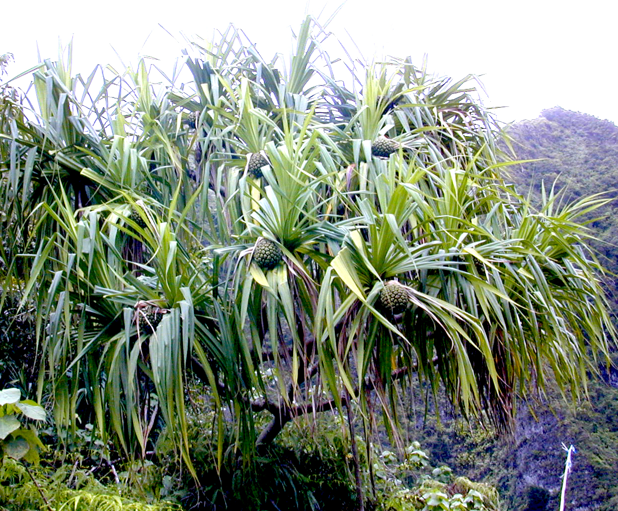 Photo of hala tree