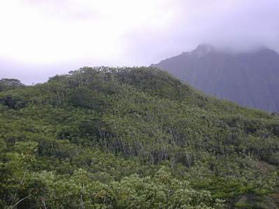 Photo 1. Schefflera forest of upper Kawa watershed